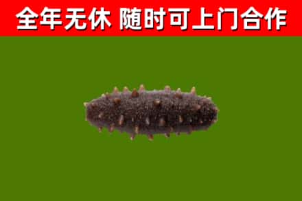 海晏回收海参干